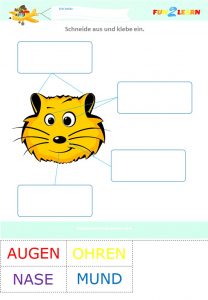 german worksheet parts of the face