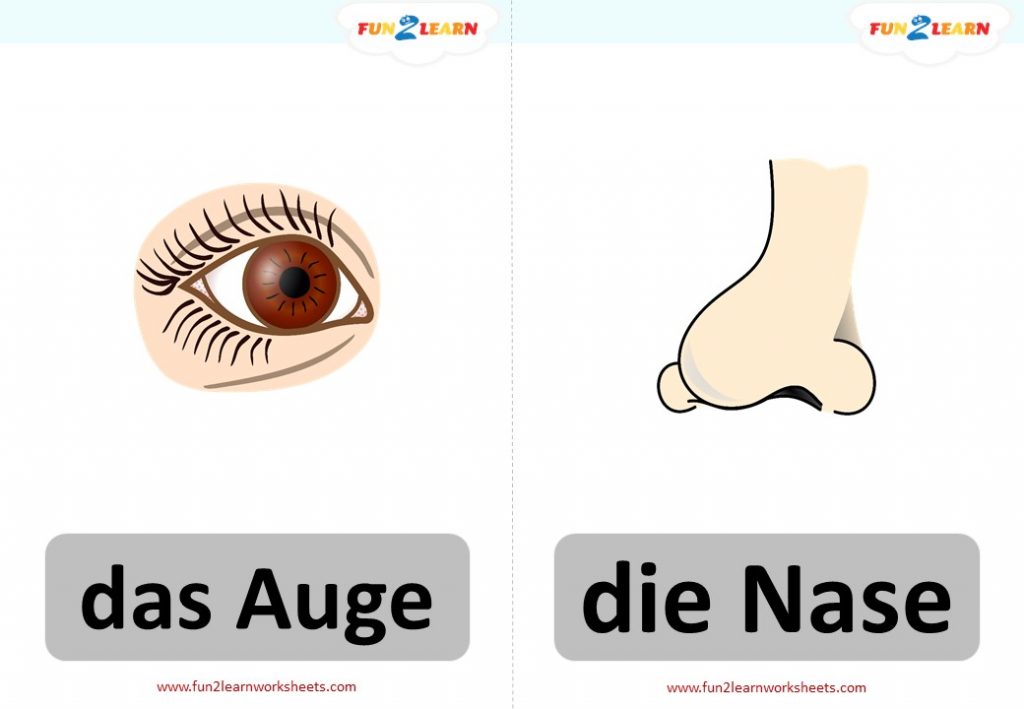 german body parts flashcards