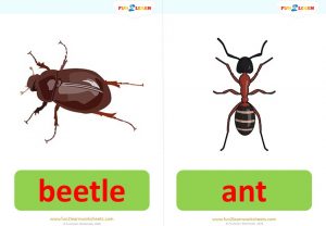 bugs song 2 flashcards
