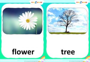 steve and maggie gardening flashcards