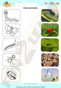 finger family bugs steve maggie worksheet