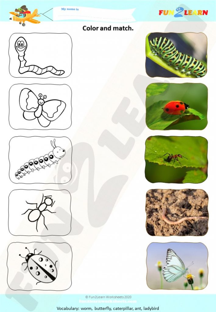 finger family bugs steve maggie worksheet