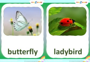 animal finger family steve maggie flashcards