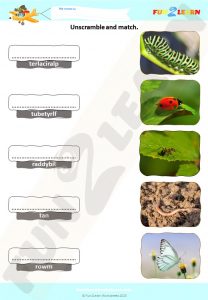 finger family bugs worksheet
