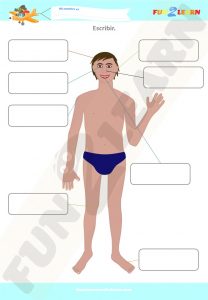 head shoulders knees and toes spanish free worksheet