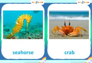 who took cookie sea free flashcards