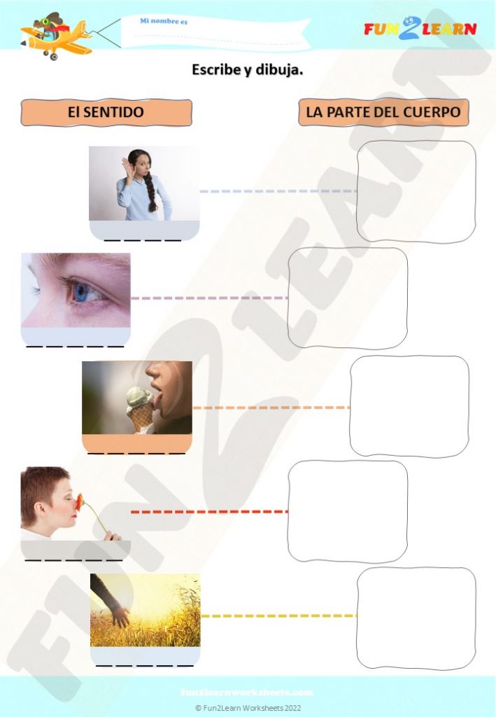 cinco sentidos free worksheet