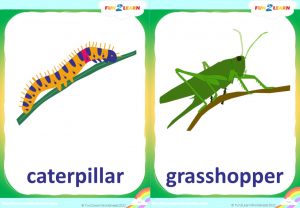 free crawl like a caterpillar flashcards
