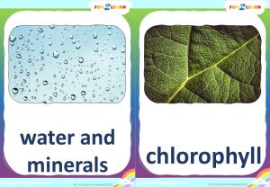 free photosynthesis flashcards