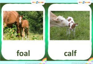 free baby animals flashcards