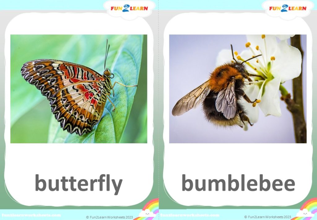 free bugs flashcards steve and maggie