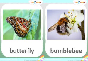 free bugs flashcards steve and maggie